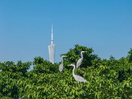 广州海珠国家湿地公园成为国际重要湿地 广州海珠国家湿地公园成为国际重要湿地