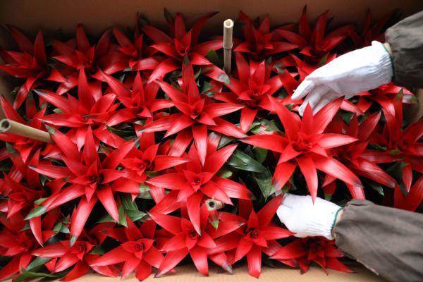 七彩“富农”花 &nbsp;绽放喜迎春