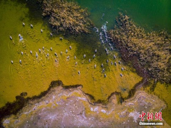 赴一场视觉盛宴 航拍大片带你飞“阅”祖国湿地之美