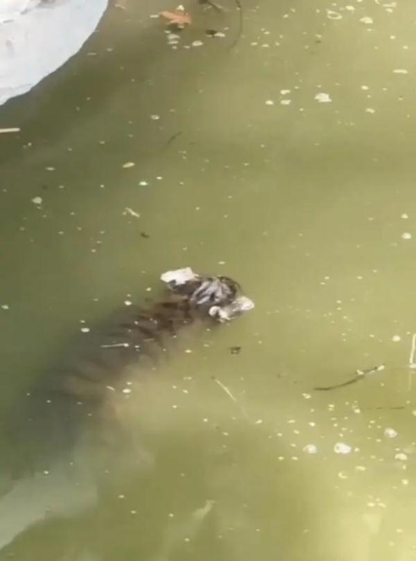 上海动物园一只小老虎溺亡？园方回应
