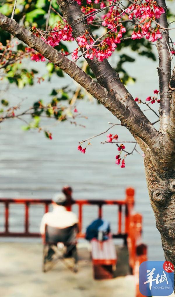 广州樱花，浪漫盛开