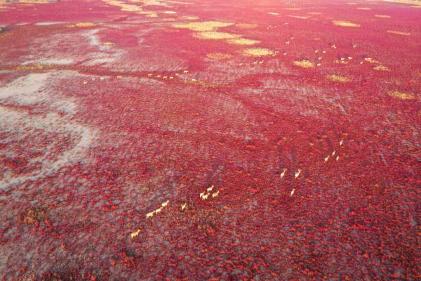 世界湿地日 | 你有几种色彩
