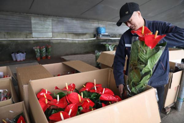 七彩“富农”花 &nbsp;绽放喜迎春