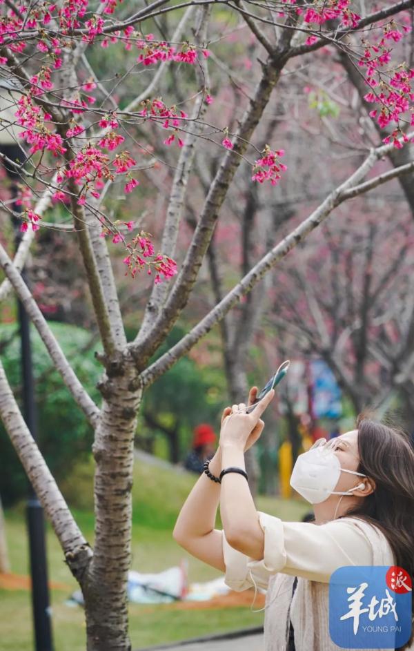 广州樱花，浪漫盛开