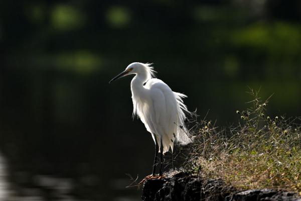 世界湿地日 | 你有几种色彩