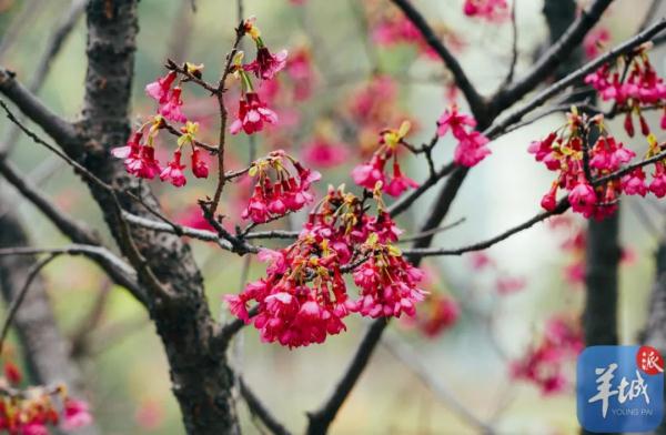 广州樱花，浪漫盛开