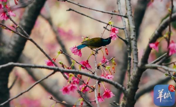 广州樱花，浪漫盛开