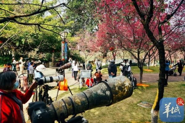 广州樱花，浪漫盛开