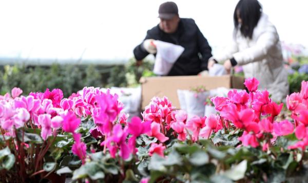 七彩“富农”花 &nbsp;绽放喜迎春