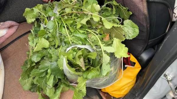 高速上憋不住了，他方便后竟趁空挖起了野菜……