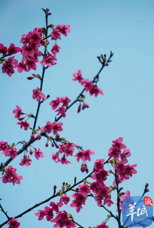 广州樱花，浪漫盛开