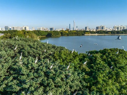 广州海珠国家湿地公园成为国际重要湿地 广州海珠国家湿地公园成为国际重要湿地