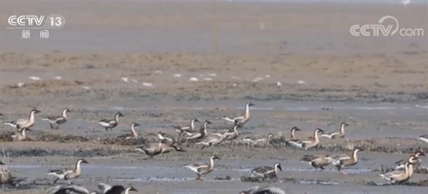 我国现有湿地约5635万公顷 各地湿地保护与恢复工作正在进行中