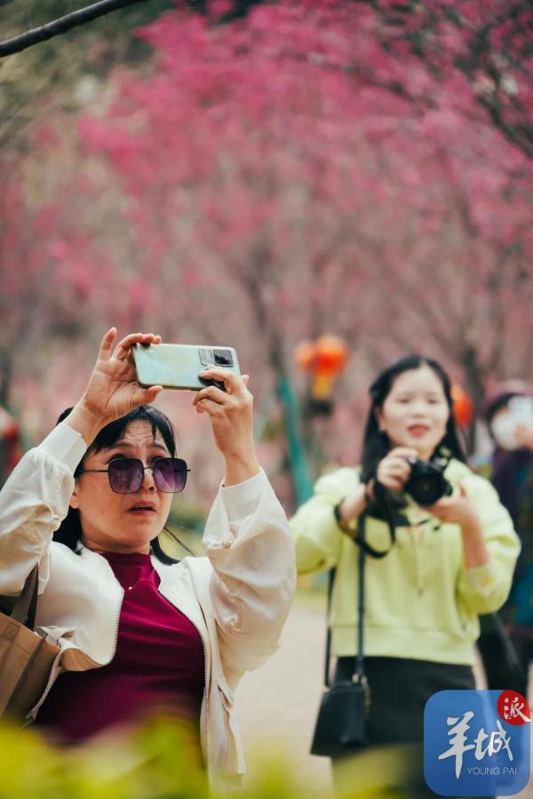 广州樱花，浪漫盛开
