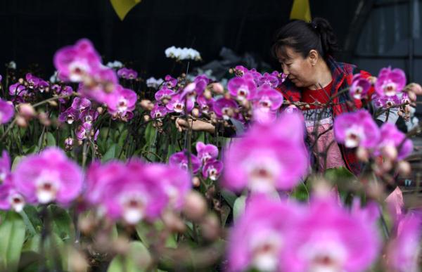 七彩“富农”花 &nbsp;绽放喜迎春