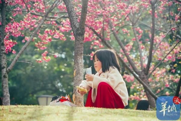 广州樱花，浪漫盛开