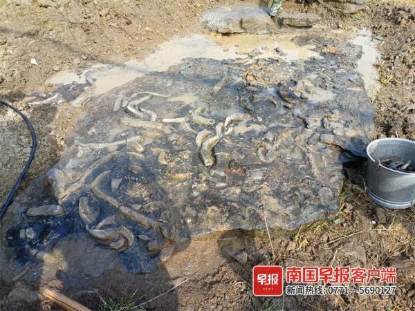 环江发现一处珊瑚化石群，或距今3亿~4亿年
