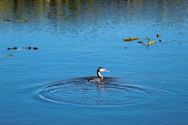 世界湿地日 | 你有几种色彩