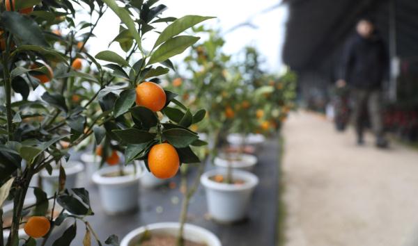 七彩“富农”花 &nbsp;绽放喜迎春