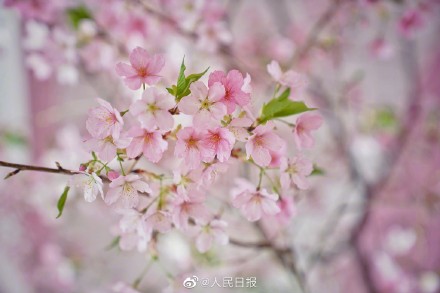 转存!兔年花开壁纸 转存!兔年花开壁纸