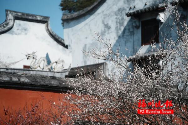 绝美!福州一大波梅花盛放!赏花地图请收好! 绝美!福州一大波梅花盛放!赏花地图请收好!