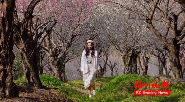绝美!福州一大波梅花盛放!赏花地图请收好! 绝美!福州一大波梅花盛放!赏花地图请收好!