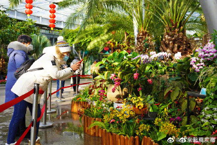 国家植物园展出一角硬币图案铝兰花真身 国家植物园展出一角硬币图案铝兰花真身