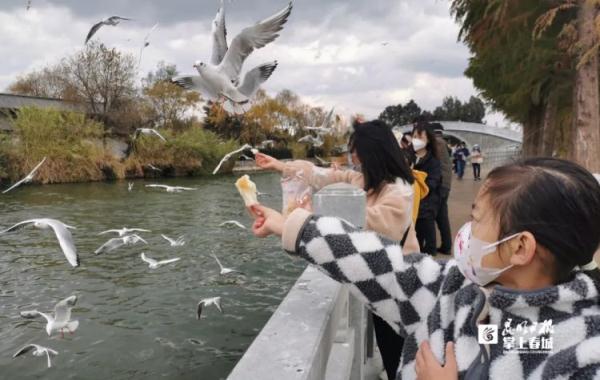 家长带“熊孩子”抓海鸥塞进罐子，昆明警方锁定当事人