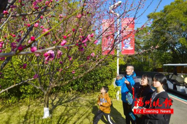 绝美!福州一大波梅花盛放!赏花地图请收好! 绝美!福州一大波梅花盛放!赏花地图请收好!