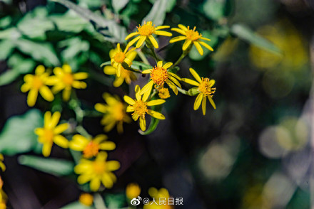 转存!兔年花开壁纸 转存!兔年花开壁纸