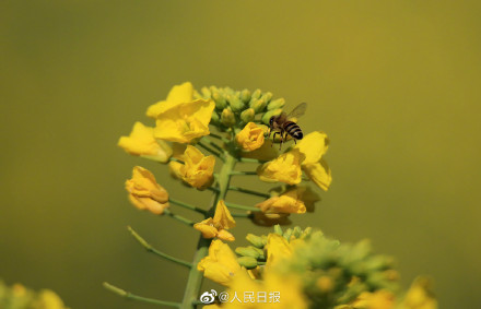 转存!兔年花开壁纸 转存!兔年花开壁纸