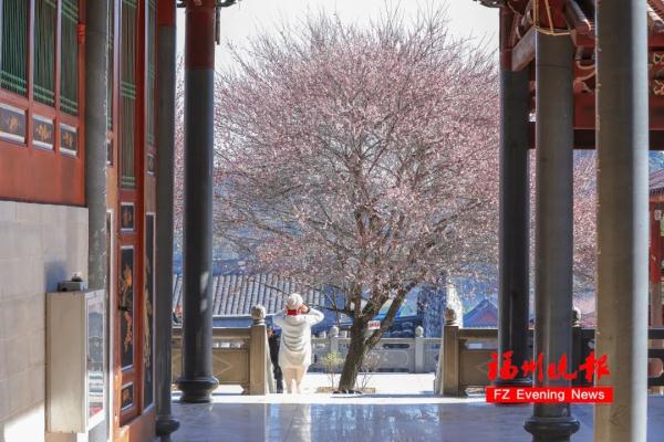 绝美!福州一大波梅花盛放!赏花地图请收好! 绝美!福州一大波梅花盛放!赏花地图请收好!