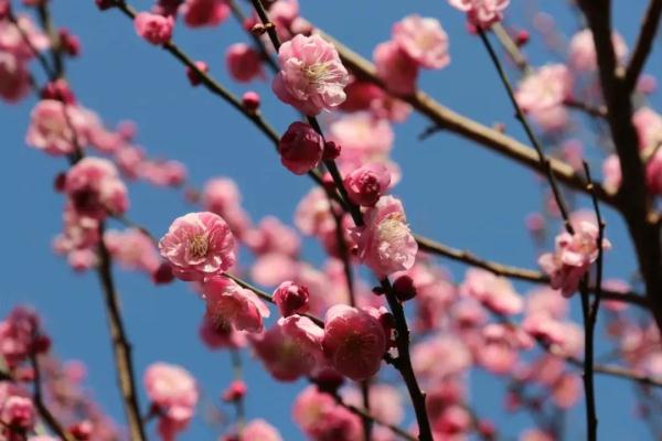 绝美!福州一大波梅花盛放!赏花地图请收好! 绝美!福州一大波梅花盛放!赏花地图请收好!