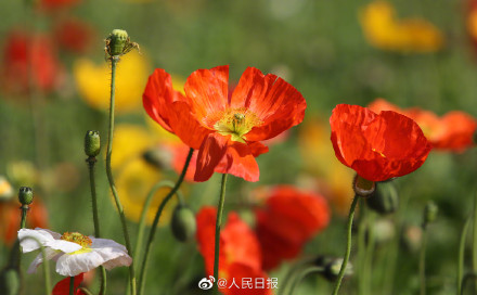 转存!兔年花开壁纸 转存!兔年花开壁纸