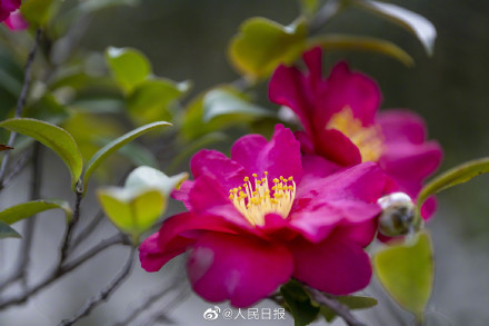 转存!兔年花开壁纸 转存!兔年花开壁纸