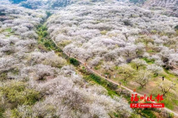 绝美!福州一大波梅花盛放!赏花地图请收好! 绝美!福州一大波梅花盛放!赏花地图请收好!