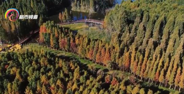 红嘴鸥少了?不,是它们的家多了! 红嘴鸥少了?不,是它们的家多了!