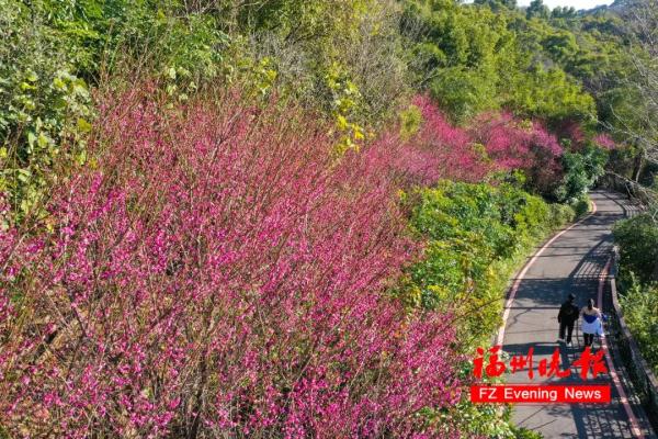 绝美!福州一大波梅花盛放!赏花地图请收好! 绝美!福州一大波梅花盛放!赏花地图请收好!
