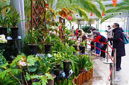 国家植物园展出一角硬币图案铝兰花真身 国家植物园展出一角硬币图案铝兰花真身