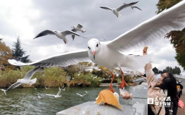 家长带“熊孩子”抓海鸥塞进罐子，昆明警方锁定当事人