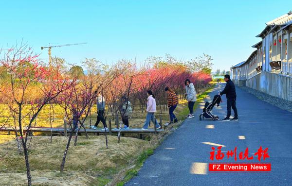 绝美!福州一大波梅花盛放!赏花地图请收好! 绝美!福州一大波梅花盛放!赏花地图请收好!