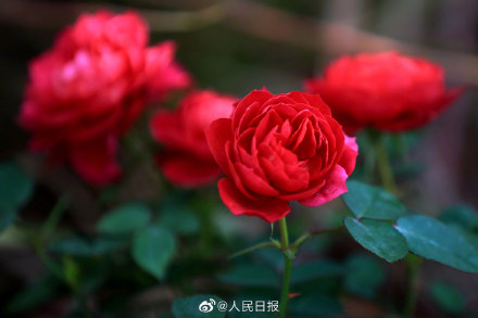 转存!兔年花开壁纸 转存!兔年花开壁纸