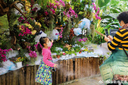 国家植物园展出一角硬币图案铝兰花真身 国家植物园展出一角硬币图案铝兰花真身