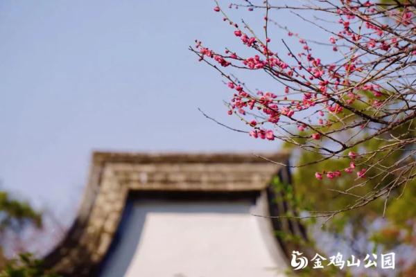绝美!福州一大波梅花盛放!赏花地图请收好! 绝美!福州一大波梅花盛放!赏花地图请收好!