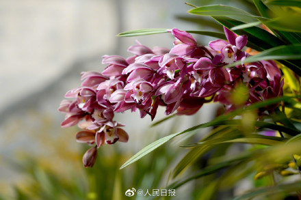 转存!兔年花开壁纸 转存!兔年花开壁纸