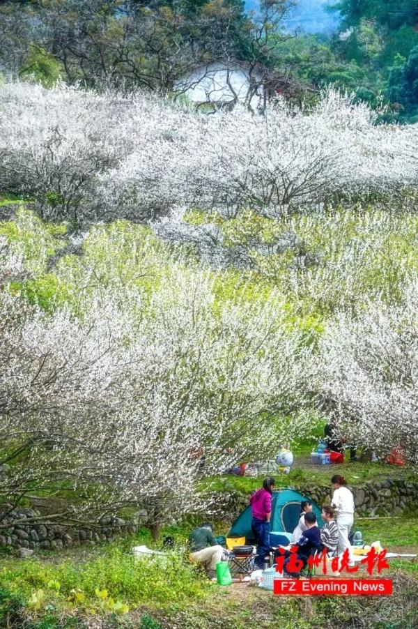 绝美!福州一大波梅花盛放!赏花地图请收好! 绝美!福州一大波梅花盛放!赏花地图请收好!