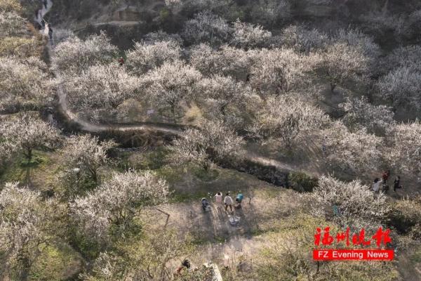 绝美!福州一大波梅花盛放!赏花地图请收好! 绝美!福州一大波梅花盛放!赏花地图请收好!