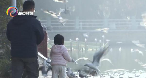 红嘴鸥少了?不,是它们的家多了! 红嘴鸥少了?不,是它们的家多了!