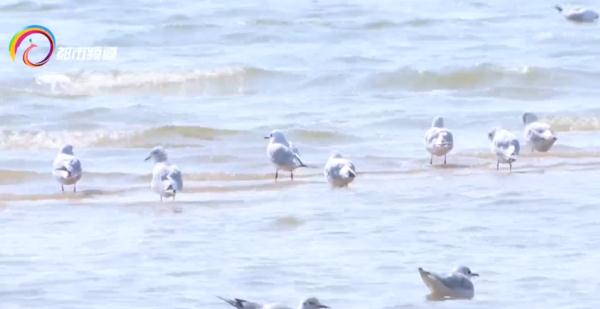 红嘴鸥少了?不,是它们的家多了! 红嘴鸥少了?不,是它们的家多了!