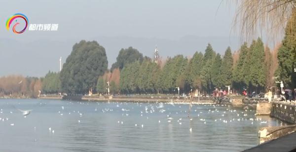 红嘴鸥少了?不,是它们的家多了! 红嘴鸥少了?不,是它们的家多了!